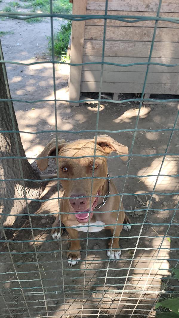 Zoro_Splendido Pitbull Red Nose Foto 8